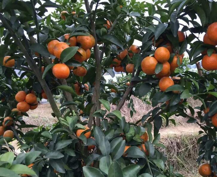 英英李子苗,砂糖橘金橘的病虫害用什么药