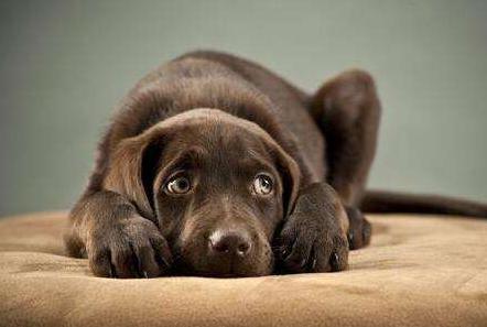 为什么狗狗不能经常洗澡,为什么狗狗讨厌洗澡的吹风机