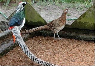 这些动物明明是“夫妻”,却没有长出一副“夫妻相”!