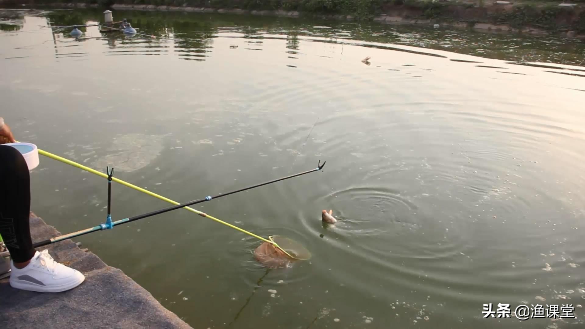 缺氧怎么钓鲤鱼,水面缺氧如何钓鱼攻略图解