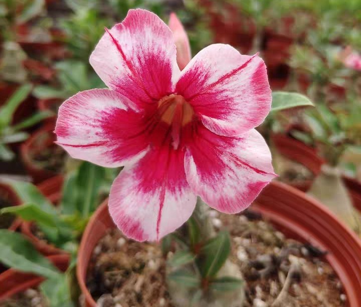 84个沙漠玫瑰品种，收起来慢慢看，待到来年春天选几种喜欢的养