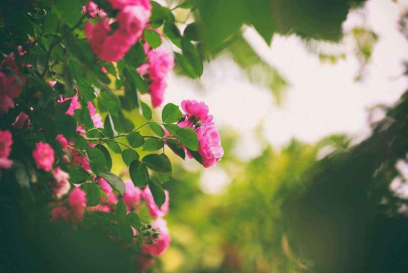 写蔷薇花的古诗词,关于蔷薇花的诗句古诗