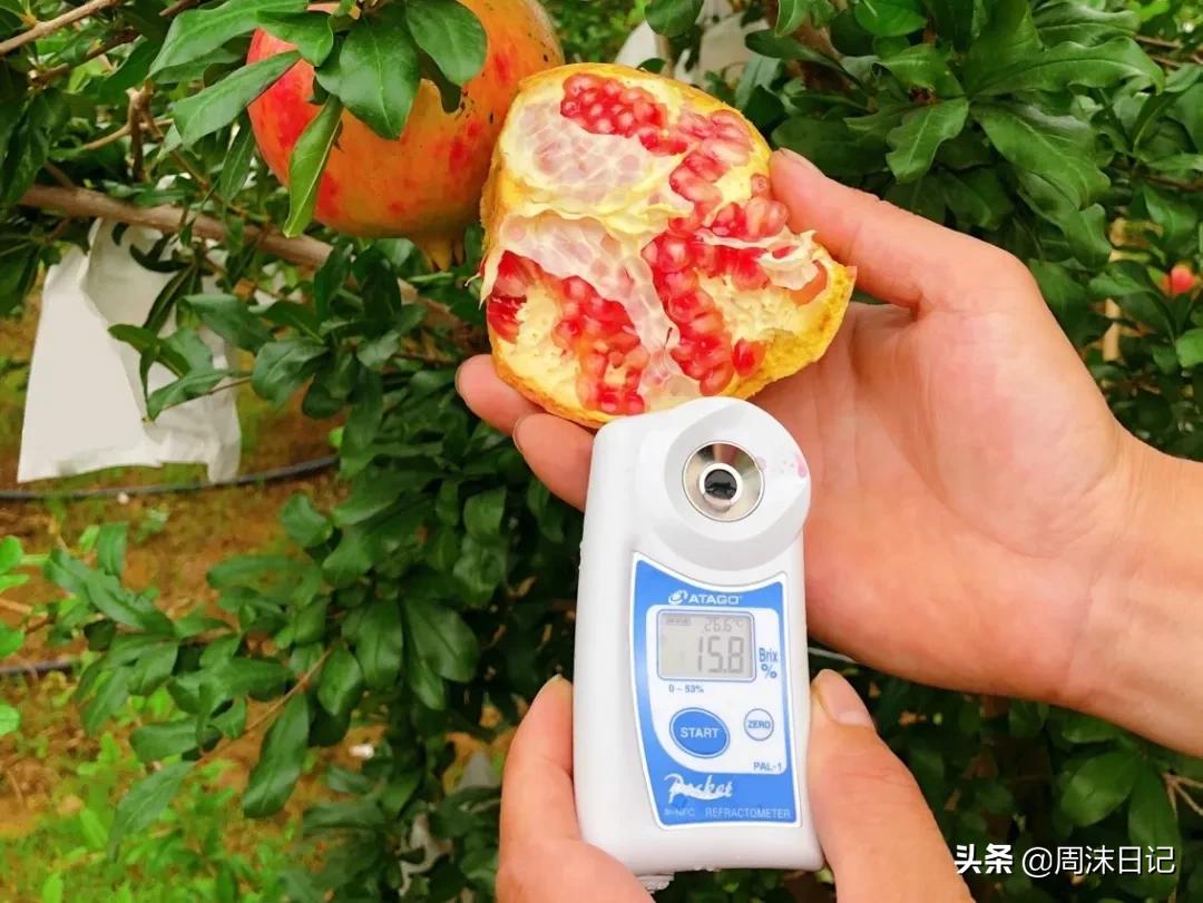 云南突尼斯软籽石榴爆汁不吐籽,甘甜爆汁突尼斯软籽石榴