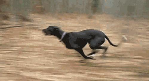 这十种狗狗是真的怕冷,这几种狗超怕冷出门要记得穿衣服