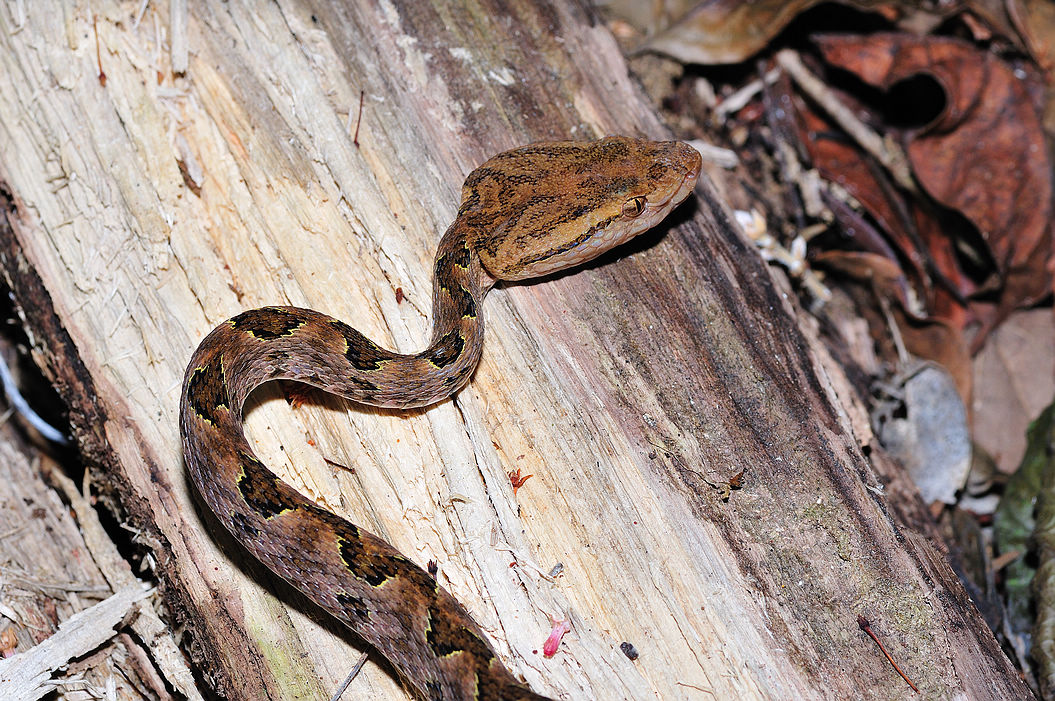 重庆某小区频繁出现剧毒蛇,重庆的剧毒蛇