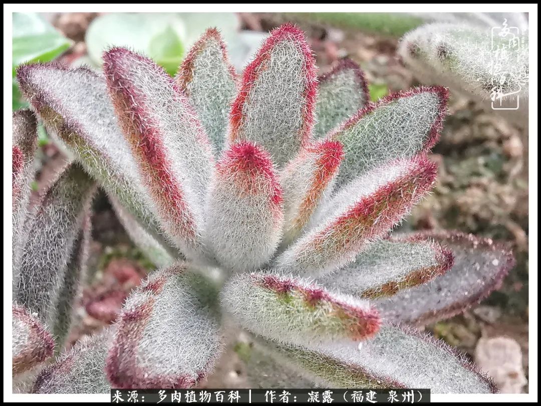 多肉日记严选,多肉日记大全100字