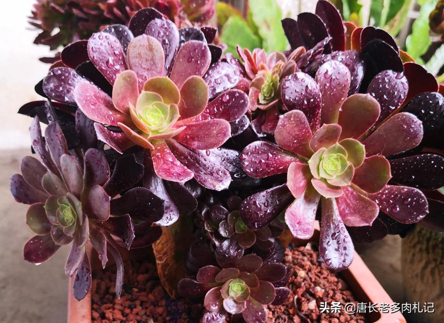 法师多肉能晒吗,法师多肉病虫害怎么办