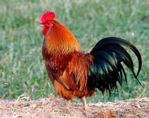 怎样防治鸡的常见病,常见鸡病预防用药