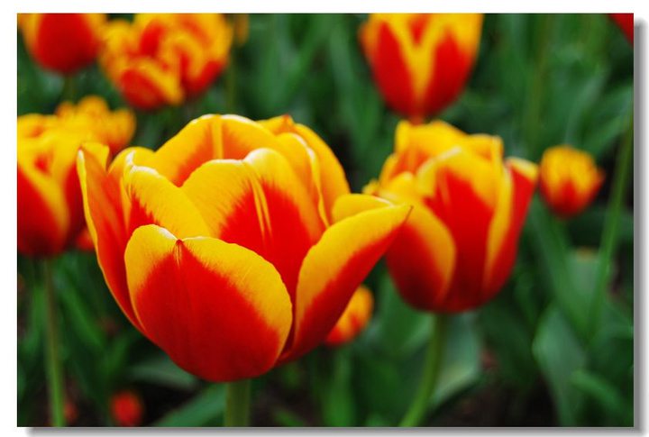 郁金香的花语和寓意是什么意思呀,不同颜色郁金香花语和寓意一样吗