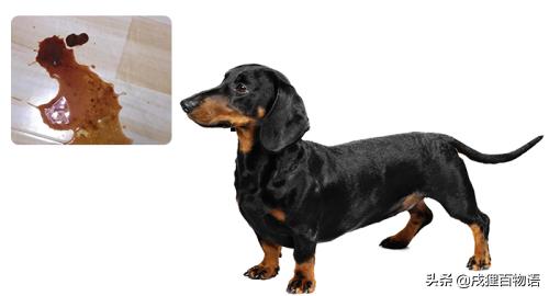 细小病是不是需要给狗狗喂消炎药,狗狗细小病用什么方法治疗最快