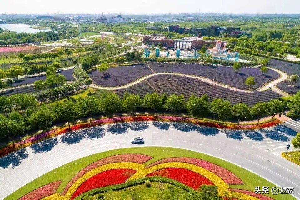 又到了薰衣草盛开的季节,上海市薰衣草花海