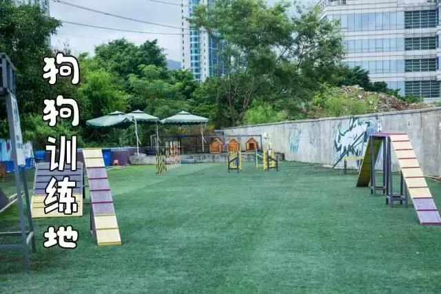 什么地方适合带猫狗玩耍,北京铲屎官可以带狗玩的地方