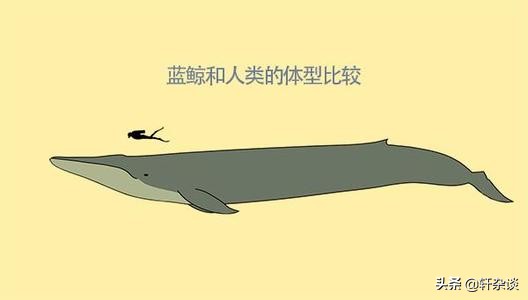 世界上有哪些最大的巨型动物,地球上有史以来最大的动物排名