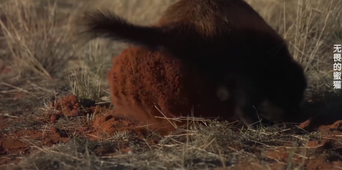 蜜獾两小时后继续享用毒蛇,蜜獾凶猛攻击人类