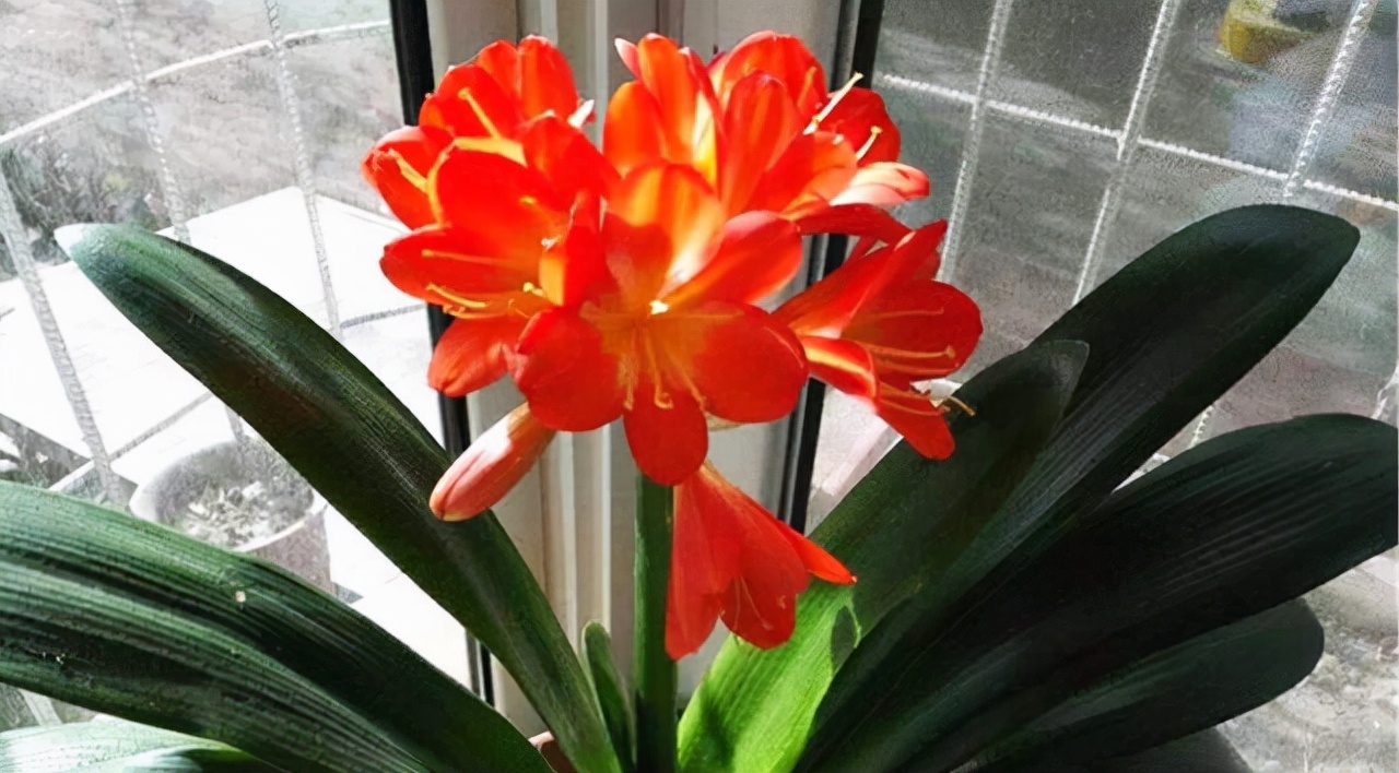 李大姐养君子兰,年年开大花,有吉祥好兆头,原来是她做对5件事