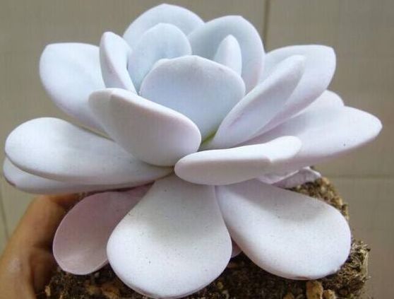 多肉雪莲和冰玉相比较哪个好养些,雪莲多肉的养护