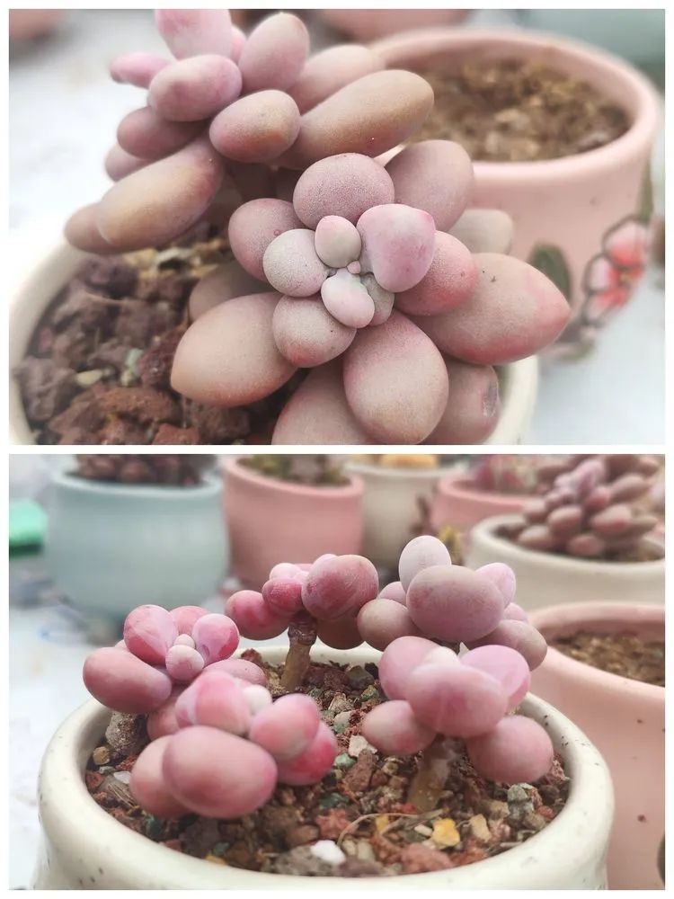 多肉不适合新手养,多肉入坑到什么程度好