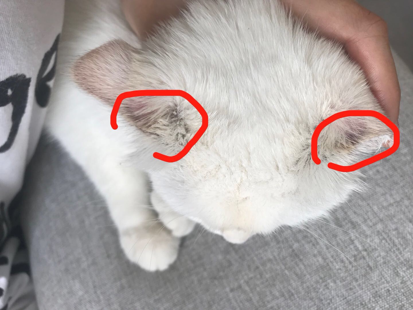 猫癣治疗不干净,猫癣怎么才是痊愈了