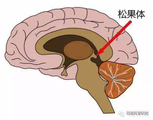 人体神秘器官产生特异功能,奇妙的器官特异功能