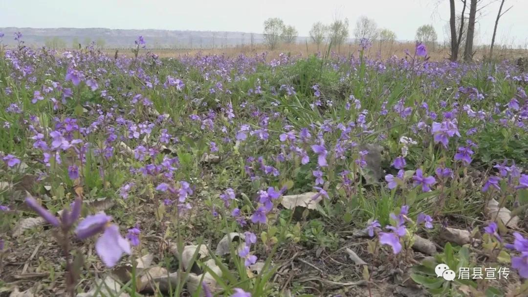 眉县花开的地方,眉县槐芽镇踏青赏花