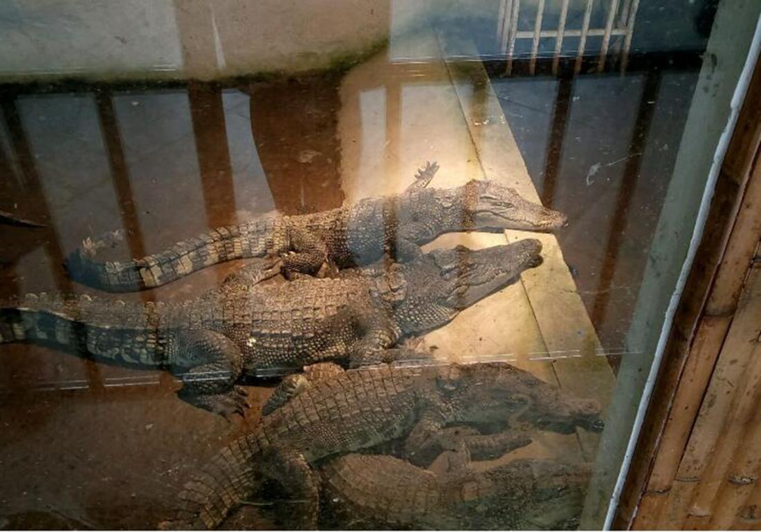 鳄鱼的饲养管理办法有哪些,扬子鳄养殖需要注意什么