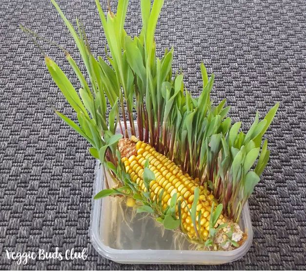 玉米棒子插水里，7天冒出小森林