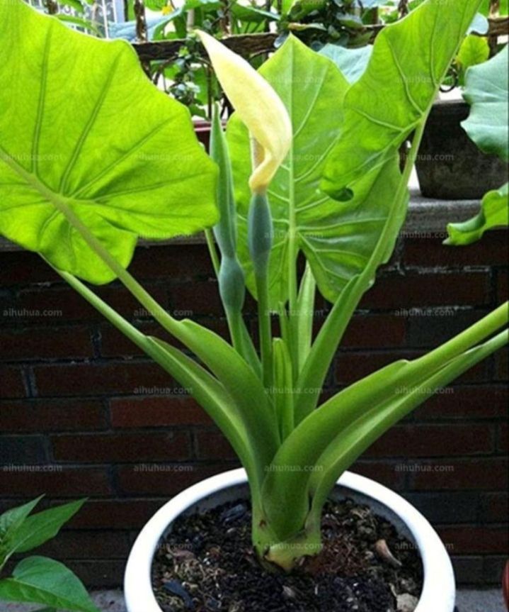 大绿叶花卉滴水观音,绿叶花卉滴水观音开花照片