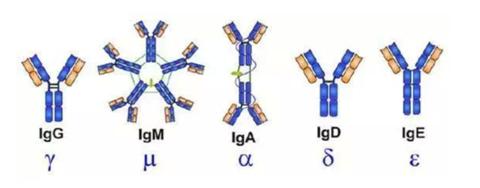 修正免疫球蛋白真能增加抵抗力吗,免疫球蛋白提高免疫力几针有效