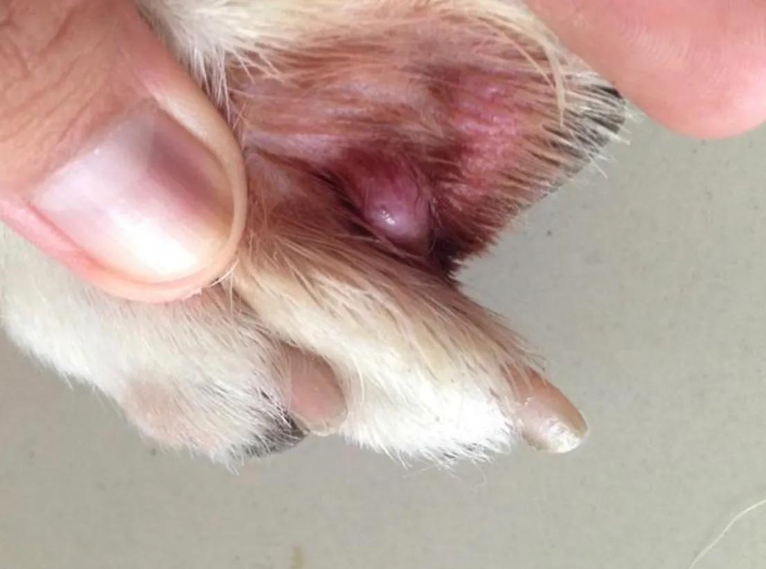 狗狗皮肤病去宠物医院如何防坑,狗狗的皮肤病用什么药好得快