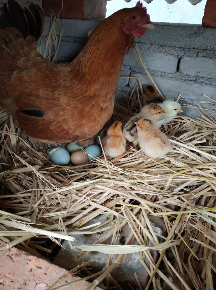 返乡创业农村生活现实记,农村生活与创业之路欢迎进来交流