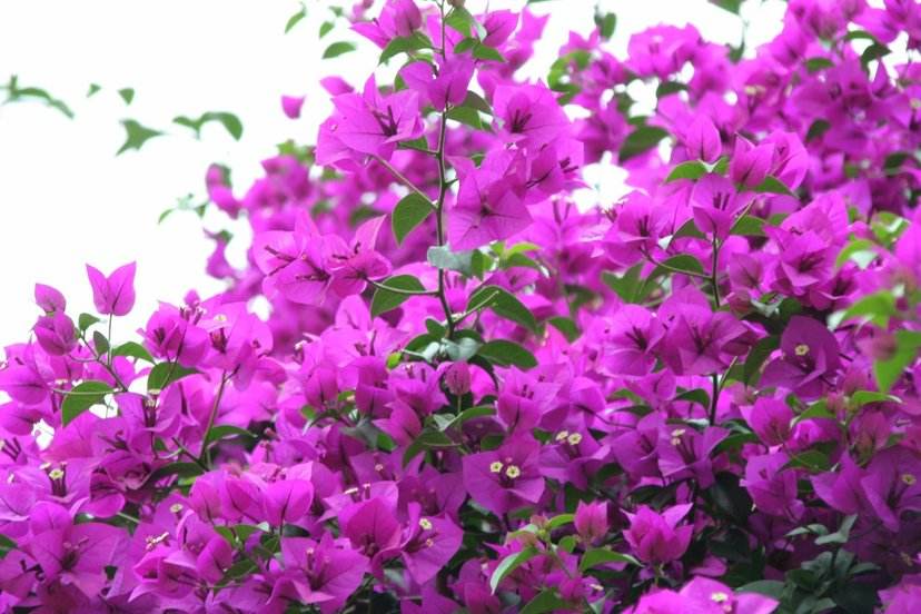 各国的国旗你认识几个,各国的国花是什么花啊英文