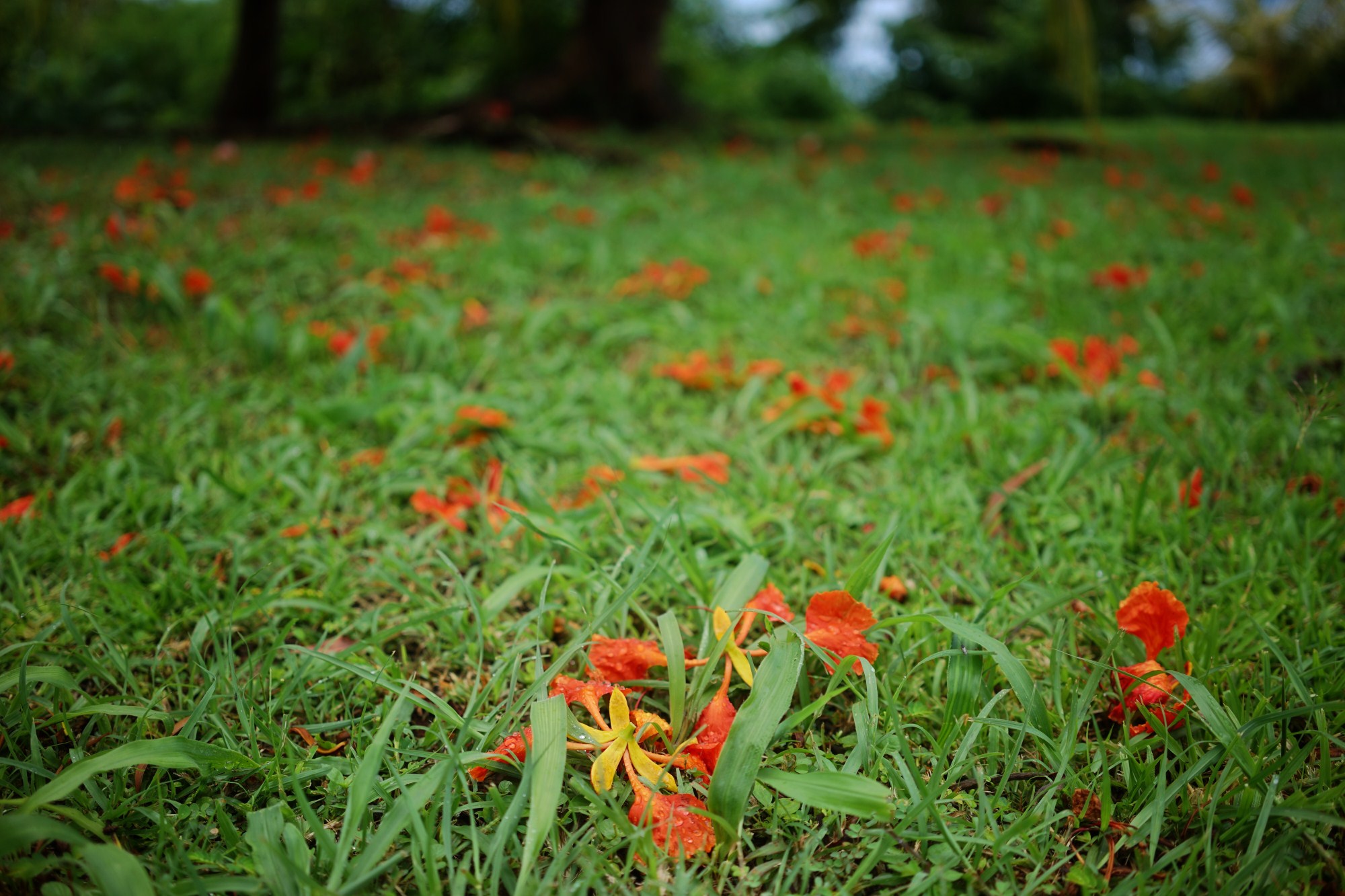 一定是特别的缘分——帕劳，再遇见「周若雪Patty」·上