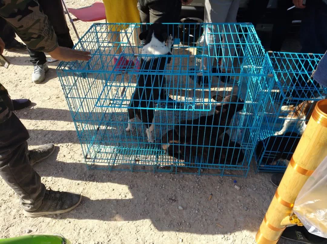 去宠物店买斗牛犬,去狗狗市场买斗牛犬