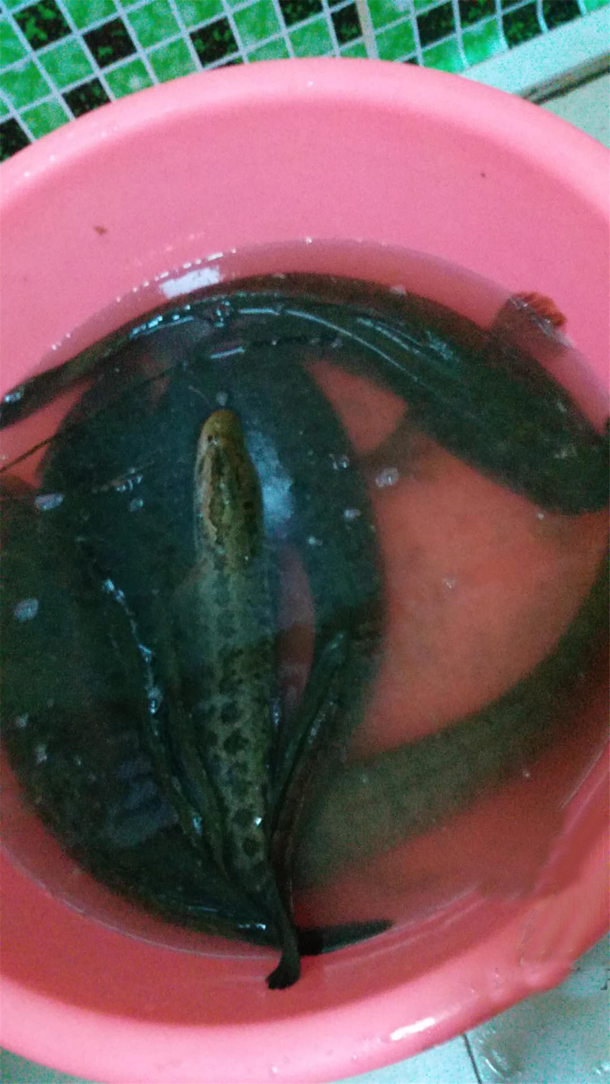 夏季台钓黑鱼怎么钓最好,夏季黑鱼路亚钓法教学