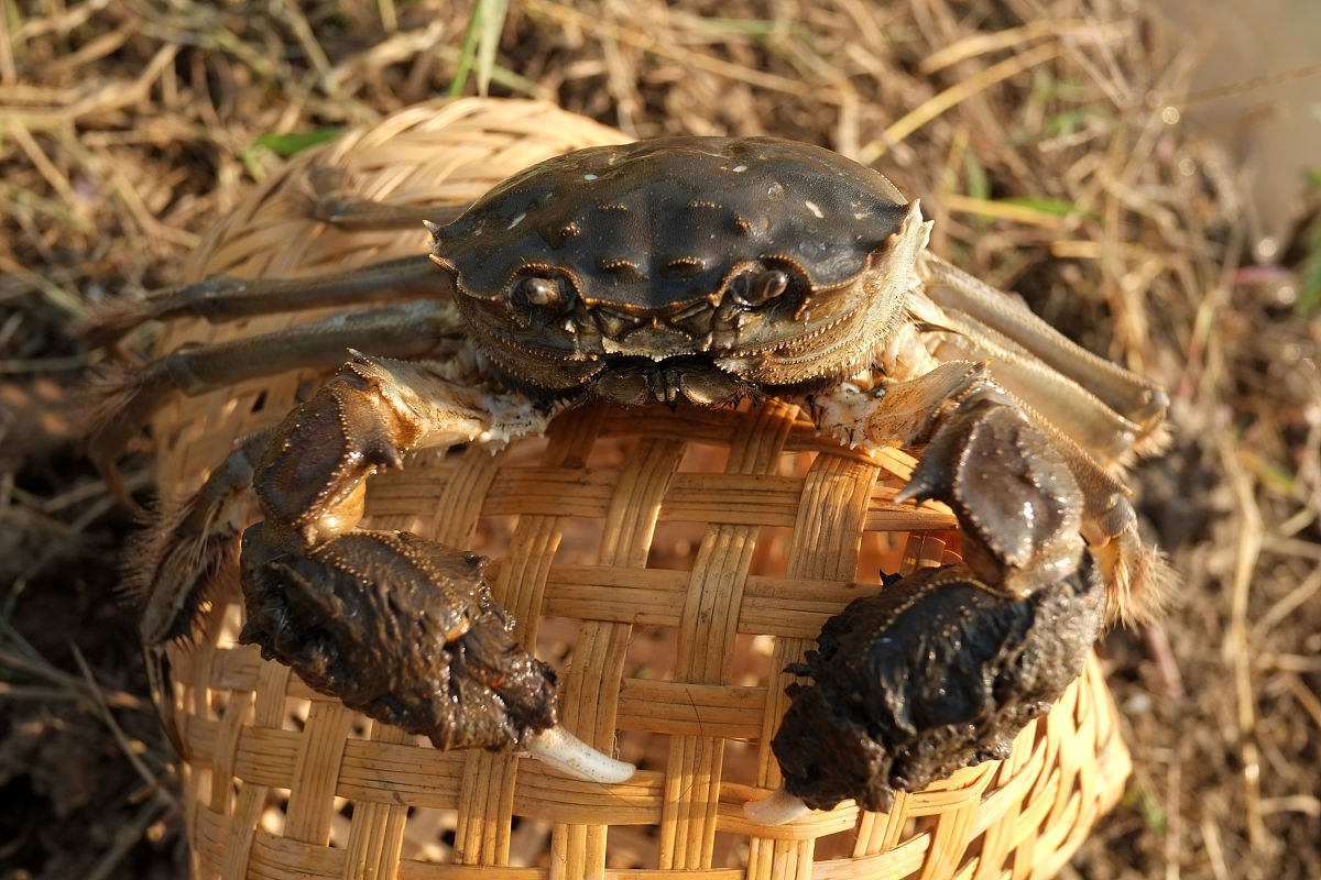 螃蟹公蟹怎么挑选才是正确的,螃蟹怎么选择公蟹还是母蟹好