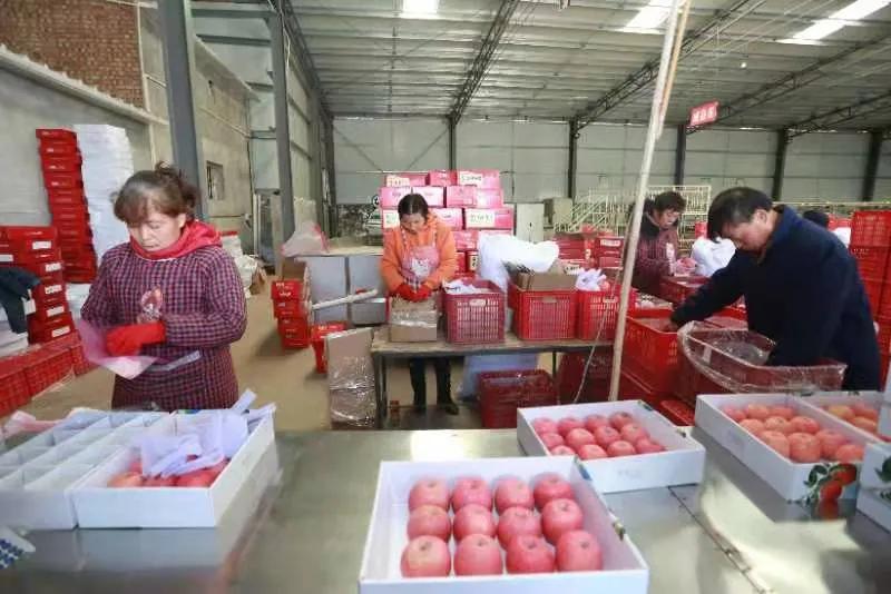 陕西白水苹果种植,陕西白水苹果基地介绍