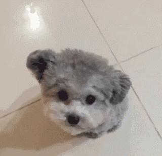 小泰迪能做立耳吗,立耳小泰迪视频