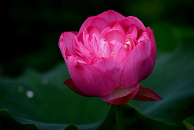 最美的荷花诗句,一起赏荷花的诗词歌赋