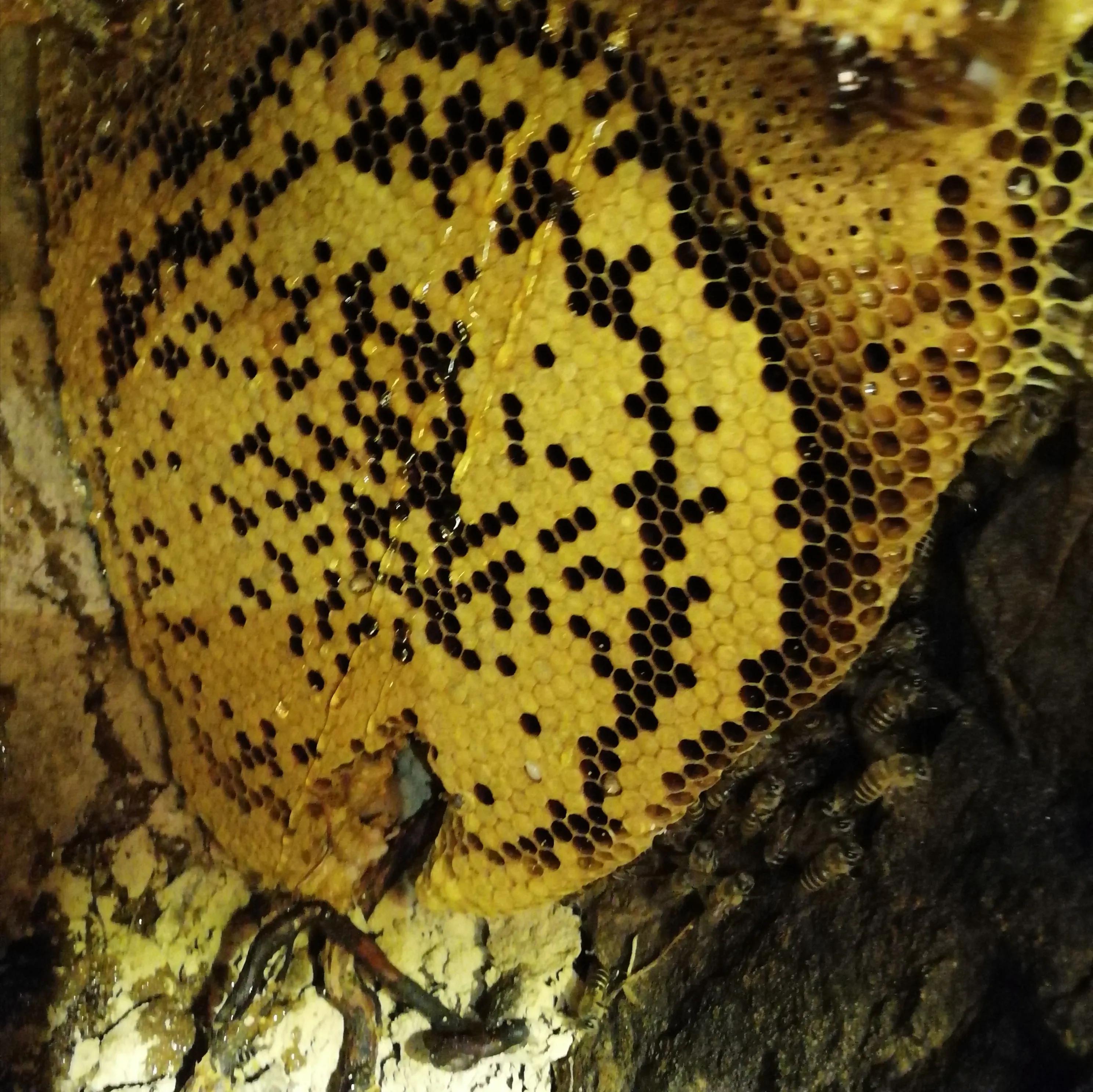 蜂农说的土蜂蜜是怎么回事,土蜂蜜为什么越来越不好卖了
