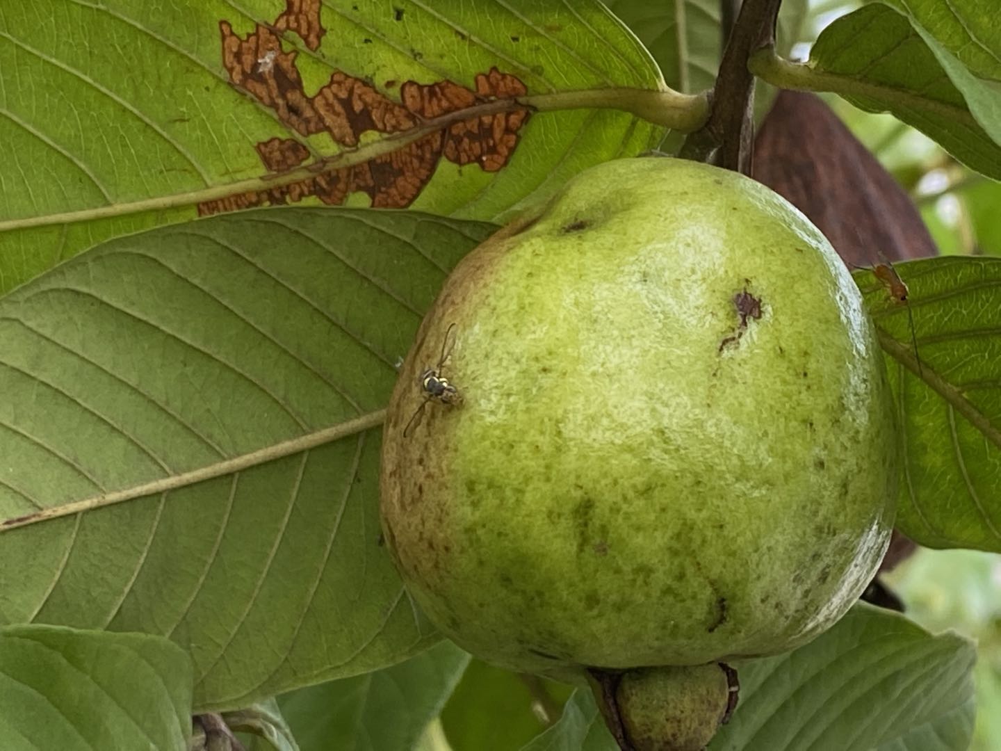 番石榴打药有什么危害,芭乐怎么防针蜂