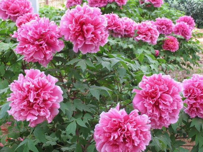 牡丹开花真好看,牡丹好看花不香