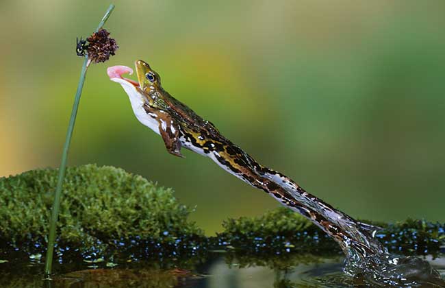 青蛙养殖基础知识视频,青蛙养殖的基本常识有哪些图片