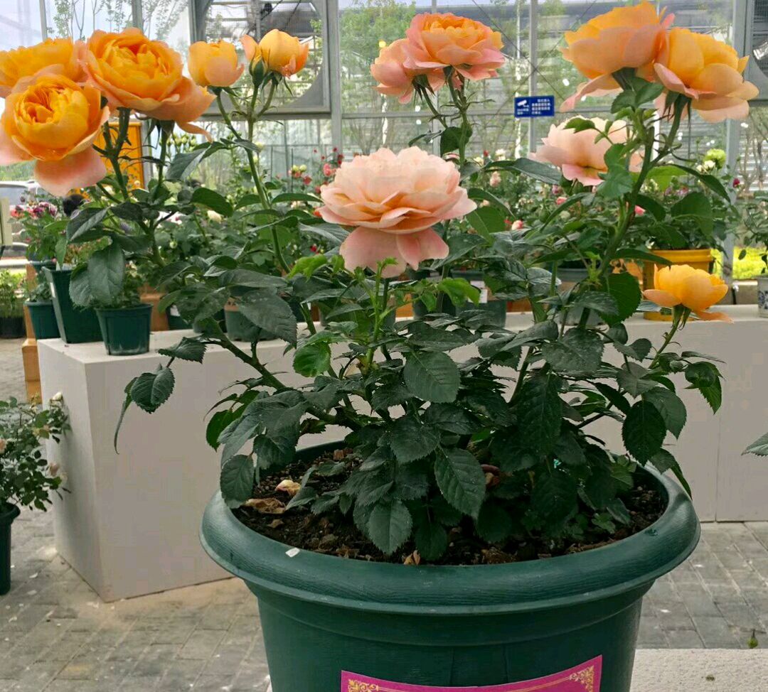 求助月季大神:第一次给月季洗根，洗根以后的月季根系正常吗？