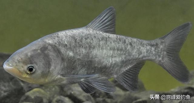 钓鲢鳙时只有小动作该怎么调整,垂钓鲢鳙的技巧视频