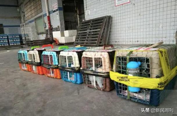 空运金毛死了,托运被热死的金毛