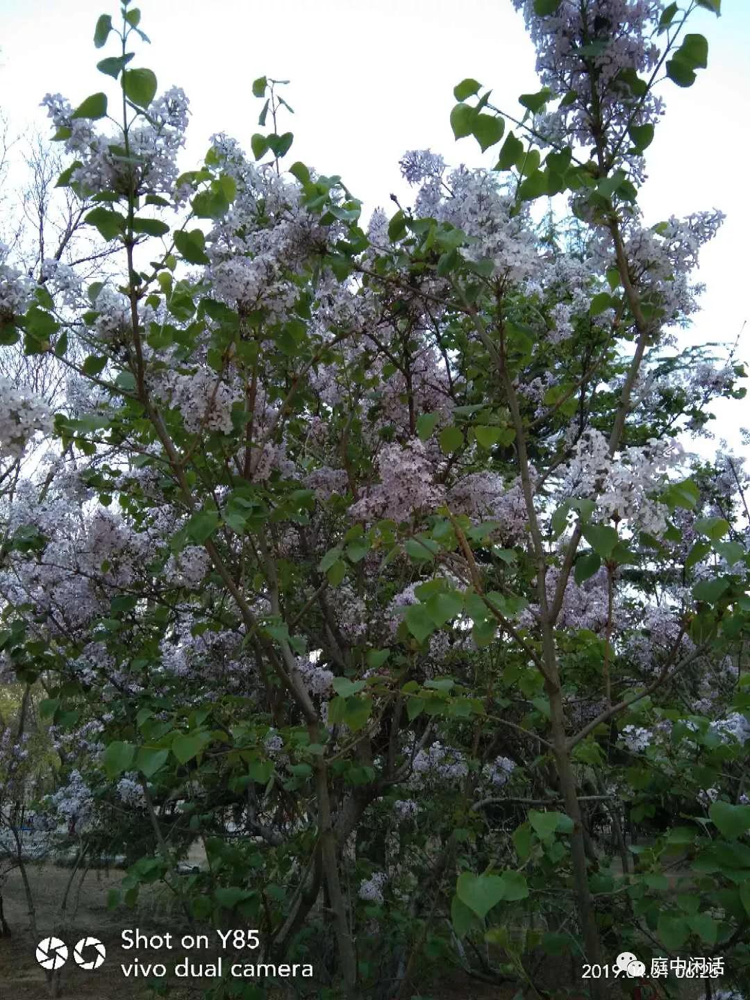 新蕾公园芍药,新蕾公园有什么树