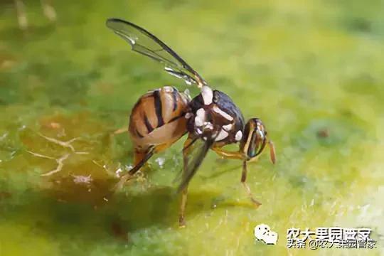 果实蝇危害柑橘的防治方法,果实蝇的危害到几月份