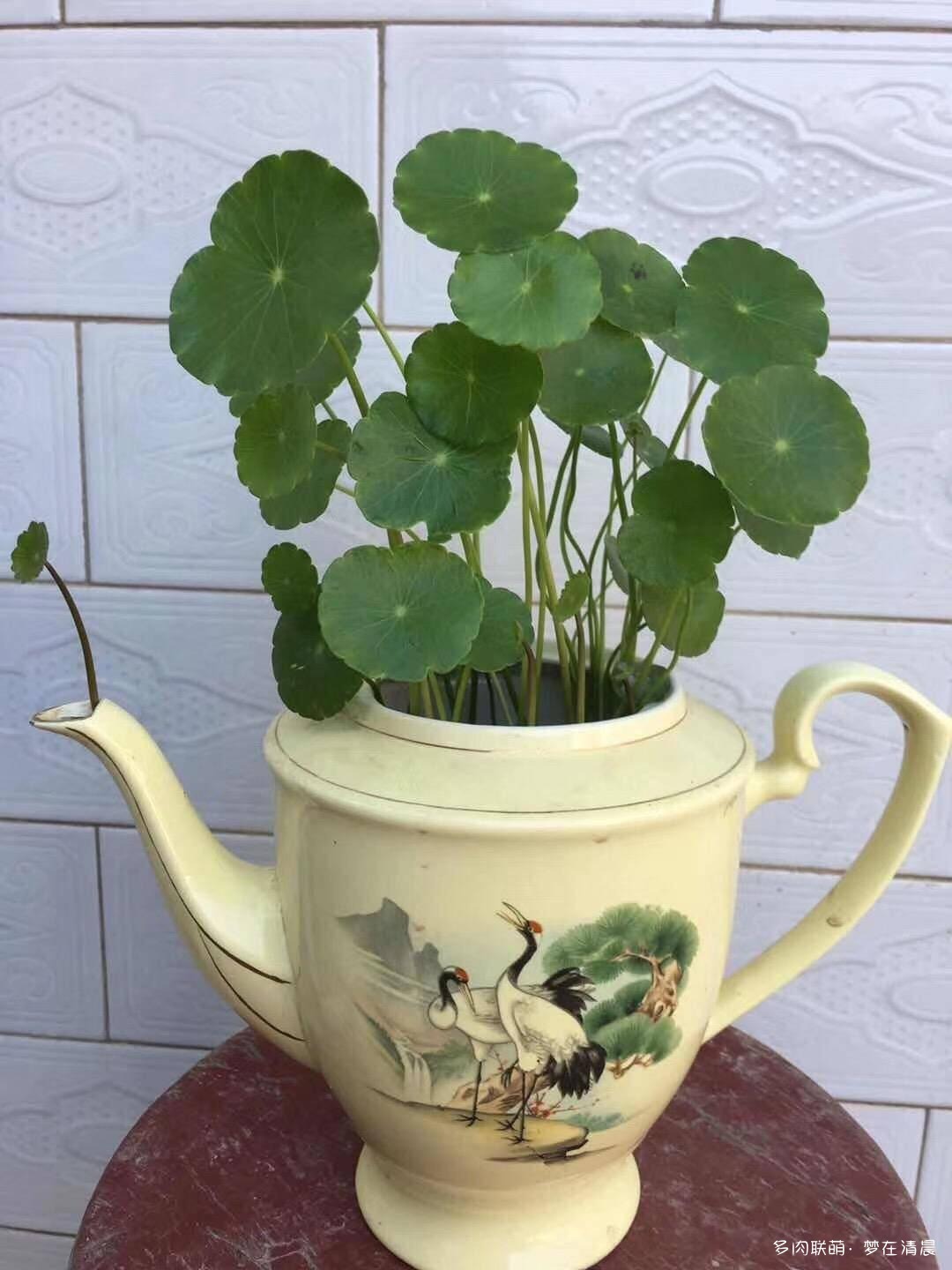 澶忚姳鏈夊摢浜涜姳,澶氳倝鏈夎姳鏈夋灉