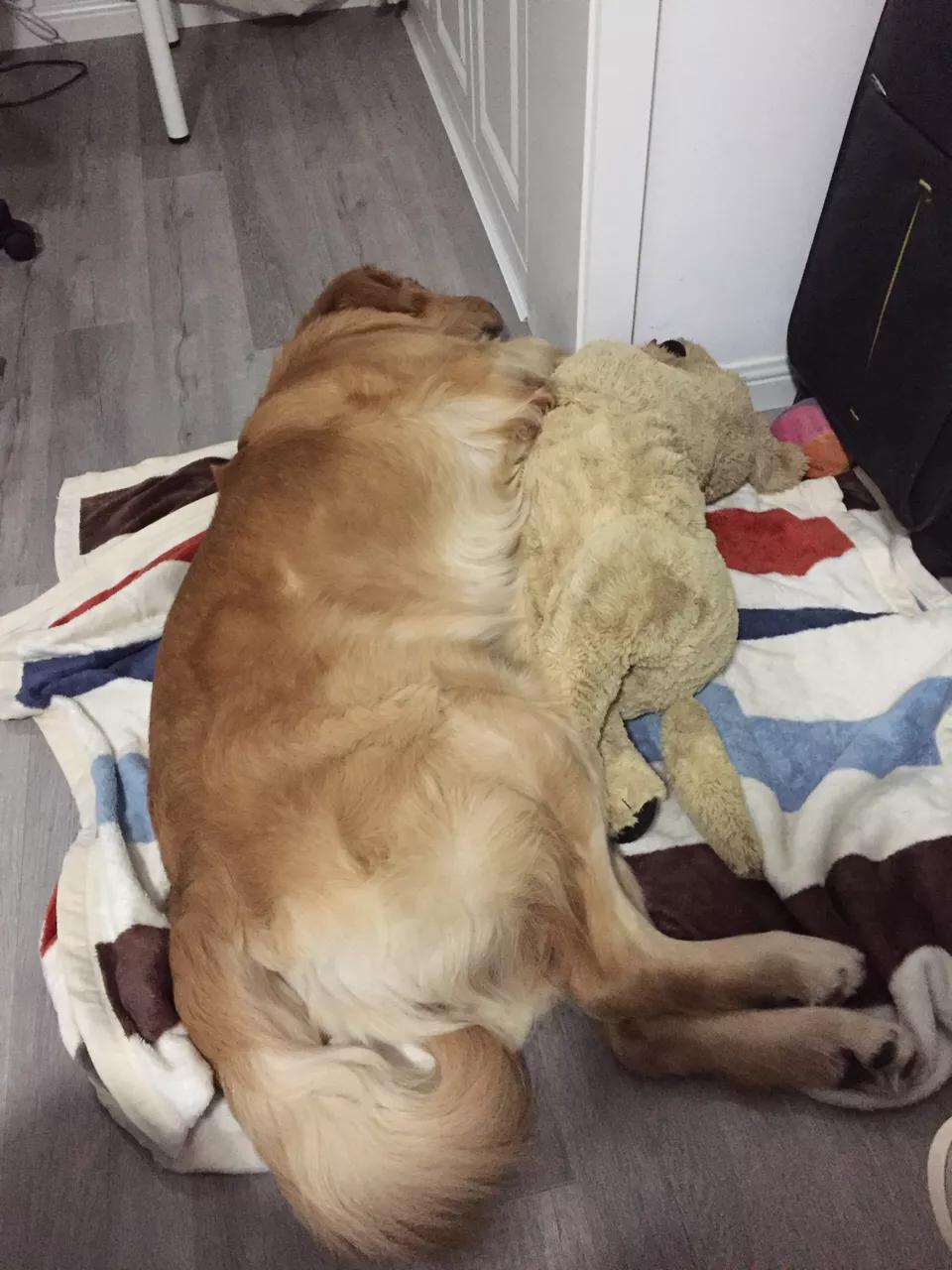 自制超大狗窝石棉瓦,自制超大狗窝衣服