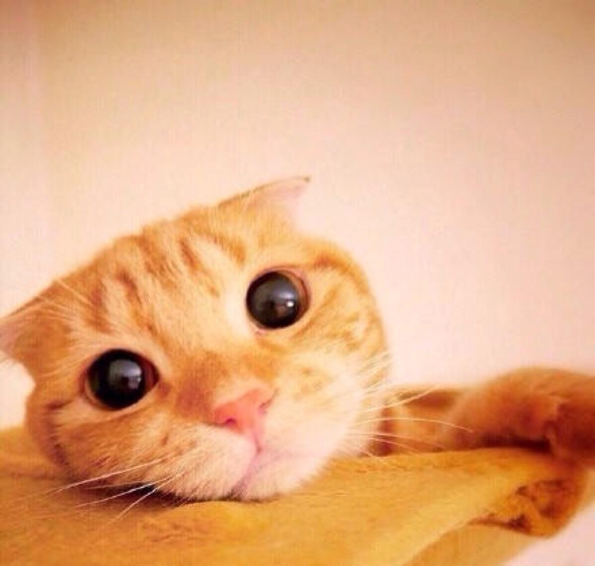 孕妇接触这十种东西宝宝会变笨,孕妇吃什么胎儿会变笨